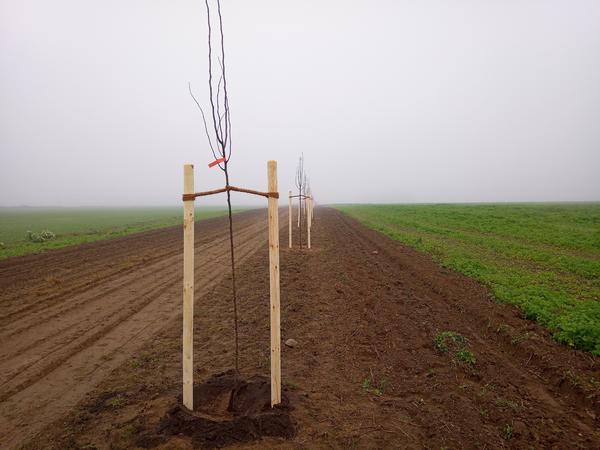 Bild vergrößern: Obstbume bei Breitenfeld