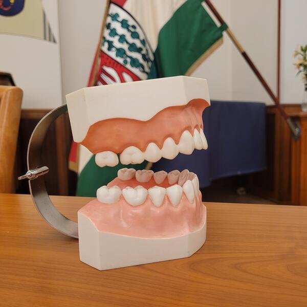 Bild vergrößern: Zahnarztgewinnung
