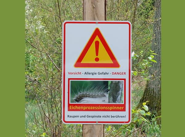 Bild vergrößern: Warnung vor dem Eichenprozessionsspinner