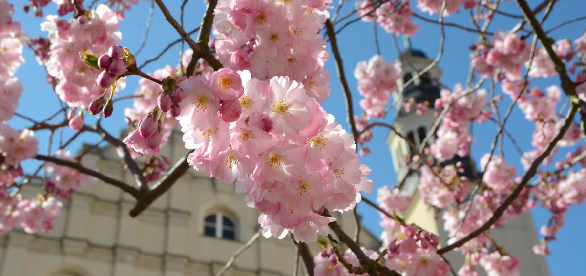Frühling auf dem Rathausplatz.