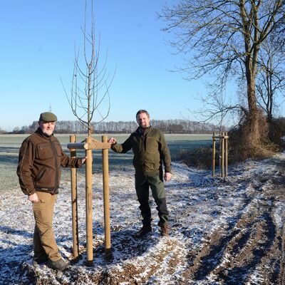 Bild vergrößern: baum1