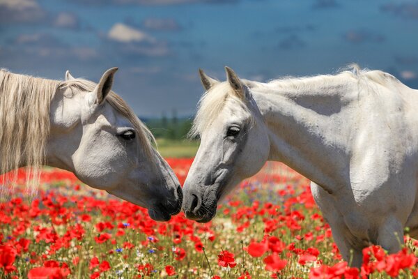 Bild vergrößern: Wagen & Winnen 2025