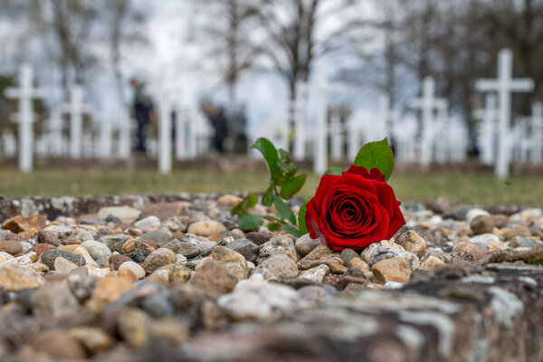 Bild vergr&ouml;&szlig;ern: 313 - Z81_3616