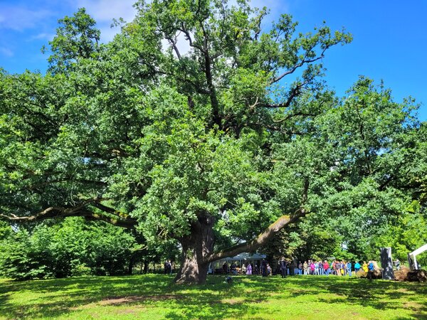 Bild vergr&ouml;&szlig;ern: Nationalerbe-Baum im Lindstedter Gutspark